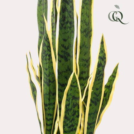 Kunstpflanze Sansevieria Trifasciata – Frauenzunge 97cm – Täuschend echt & pflegefrei – Zeitloser Klassiker für Wohnung & Büro – Dekorative Kunst-Zimmerpflanze