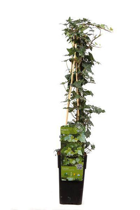 Gemeiner Efeu – Hedera helix – Ø15cm – ca. 65cm hoch – Immergrüne Kletterpflanze – Winterhart & pflegeleicht – Für Fassade, Zaun & Pergola