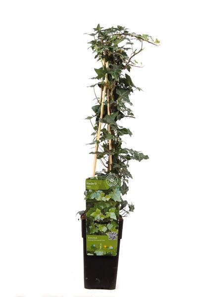 Gemeiner Efeu – Hedera helix – Ø15cm – ca. 65cm hoch – Immergrüne Kletterpflanze – Winterhart & pflegeleicht – Für Fassade, Zaun & Pergola