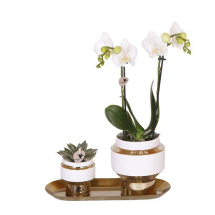 Pflanzenset – Weiße Orchidee & Sukkulente im goldenen Deko – Set – Inklusive Le Chic Ziertöpfen & Tablett – Elegante Zimmerpflanzen – Kombi