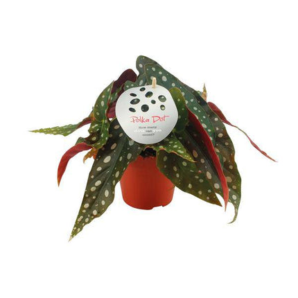Forellenbegonie – Begonia Maculata – Zimmerpflanze – Ø12cm – ↕20cm – Dekorative Grünpflanze mit gepunkteten Blättern – Pflegeleicht & auffällig
