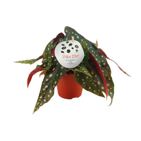 Forellenbegonie – Begonia Maculata – Zimmerpflanze – Ø12cm – ↕20cm – Dekorative Grünpflanze mit gepunkteten Blättern – Pflegeleicht & auffällig