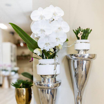 Rhipsalis 2er – Set in silbernen Le Chic Keramiktöpfen – Ø9cm – Stilvolle Zimmerpflanzen – Pflegeleichte Kakteen im eleganten Design