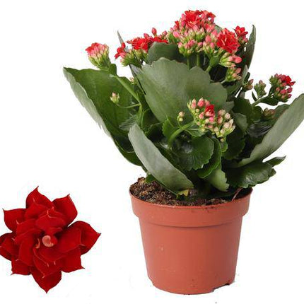 Kalanchoe Rosalina Don Justino Rot – Flammendes Käthchen – Zimmerpflanze Ø12cm ↕27cm – Leuchtend rote Blüten – Pflegeleicht & dekorativ