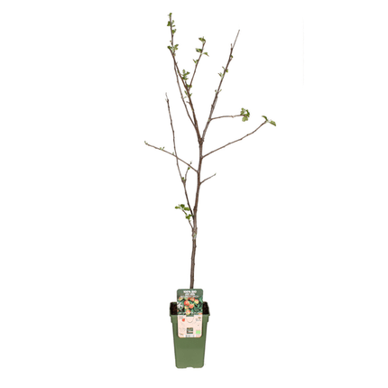 Apfelbaum Jonagold – Winterapfel – Malus Domestica – Ø19cm – 60cm hoch – Obstbaum für Garten & Balkon – Winterhart & Fruchttragend