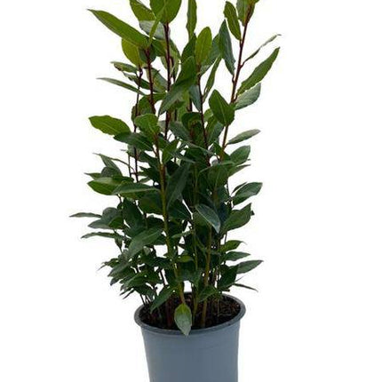 Echter Lorbeer Laurus nobilis – Zimmerpflanze – Ø14cm – Höhe ca. 35cm – Würzpflanze & immergrüne Kübelpflanze – Für Küche, Balkon & Terrasse