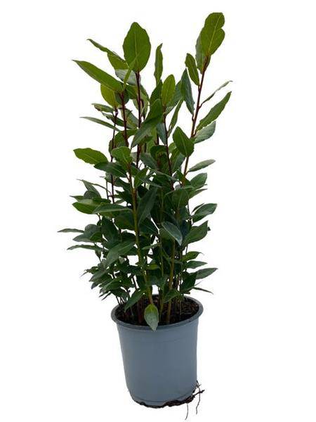 Echter Lorbeer Laurus nobilis – Zimmerpflanze – Ø14cm – Höhe ca. 35cm – Würzpflanze & immergrüne Kübelpflanze – Für Küche, Balkon & Terrasse
