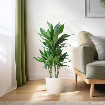 Dracaena Janet Lind 95cm – Drachenbaum Zimmerpflanze Ø21cm im weißen Viber Topf – pflegeleichte luftreinigende Grünpflanze für Wohnzimmer und Büro