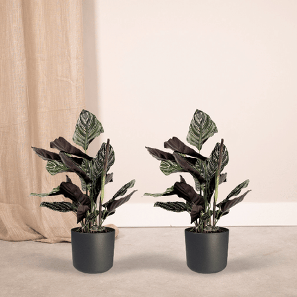 Pfauenpflanze – Calathea Ornata – 2 Pflanzen– tropische Zimmerpflanze – Ø14cm – ↕50cm – dekorative Grünpflanze für halbschattige Standorte