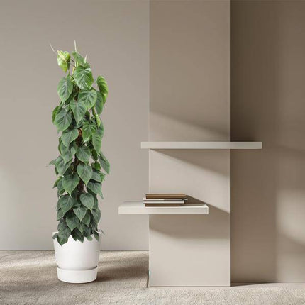 Baumfreund Philodendron Scandens – Moosstock – Zimmerpflanze 150cm – Ø27cm – Tropische Kletterpflanze mit herzförmigen Blättern – Luftreinigende Rankpflanze für Wohnzimmer, Büro & Indoor-Deko