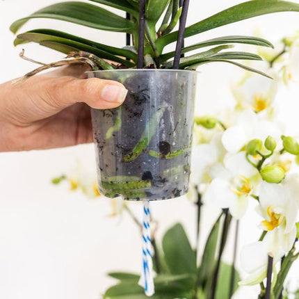 Orchideen-Set Weiß im Baumwollkorb – 3x Kolibri Orchidee Niagara Falls – Ø12cm – Mit Wassertank & Dochtsystem – Selbstversorgende Zimmerpflanzen – Mono Bouquet in Weiß