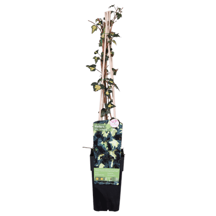 Gold – Efeu – Hedera helix ‘Goldheart’ – Ø15cm – ca. 65cm hoch – Immergrüne & winterharte Kletterpflanze mit gelbgrünen Blättern