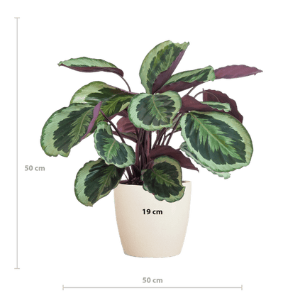 Calathea Medaillon 65cm – Korbmarante Zimmerpflanze Ø21cm im weißen Viber Topf – dekorative tropische Grünpflanze mit gemusterten Blättern