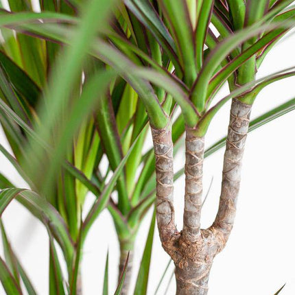 Dracaena Marginata – Drachenbaum – Zimmerpflanze ca. 95cm – ø21cm – inkl. Pflanzenkorb Lissabon Schwarz – Pflegeleichte Grünpflanze im Jute-Korb für Wohnzimmer & Büro