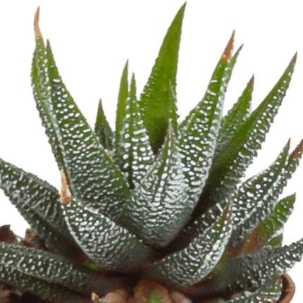 Sukkulenten Mix Gasteria & Haworthia – 5 Pflanzen – Ø5,5cm Zimmerpflanzen im weißen Topf – Verschiedene Mini-Sukkulenten – Pflegeleichte Pflanzen für Fensterbank, Büro & Wohnzimmer