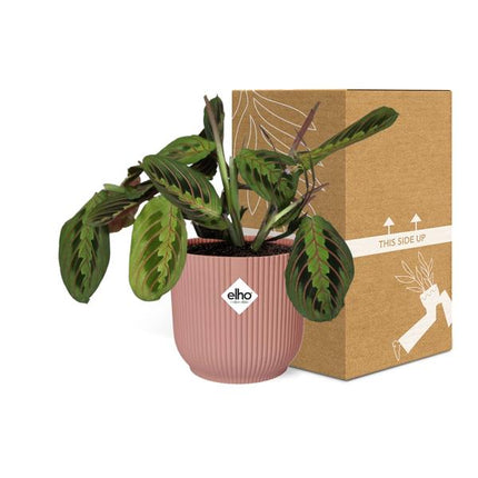 Pfeilwurz Maranta Leuconeura Fascinator Tricolor – Zimmerpflanze Ø14cm ↕25cm – dekorative Gebetspflanze im rosa Vibes Fold Übertopf
