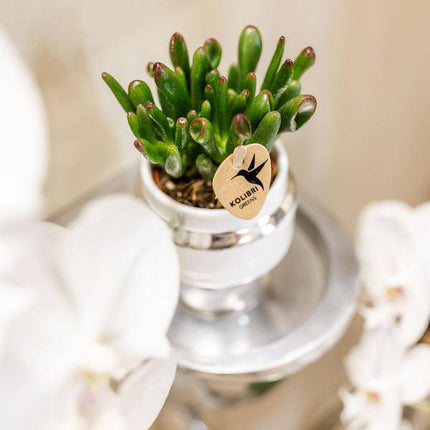 Rhipsalis 2er – Set in silbernen Le Chic Keramiktöpfen – Ø9cm – Stilvolle Zimmerpflanzen – Pflegeleichte Kakteen im eleganten Design