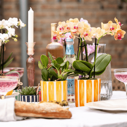 Ziertopf Painted Stripe – Gelb – Ø9cm – Moderner Keramiktopf mit Streifenmuster – Pflanzentopf für Zimmerpflanzen, Sukkulenten & Kakteen – Wohnaccessoire im mediterranen Stil