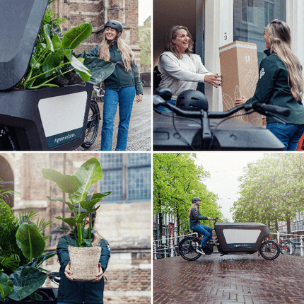 Überraschungsbox Zimmerpflanzen Ø12cm ↕25cm – pflegeleichtes Pflanzen Set für Urban Jungle, Fensterbank, Wohnzimmer & Büro