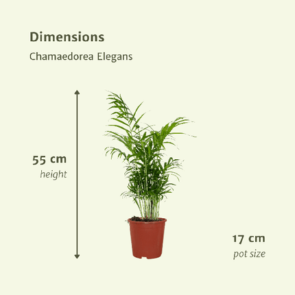 Mexikanische Bergpalme – Chamaedorea Elegans – tropische Zimmerpflanze – Ø17cm – ↕55cm – 2 Pflanzen – immergrüne Palme für Wohnzimmer & Büro