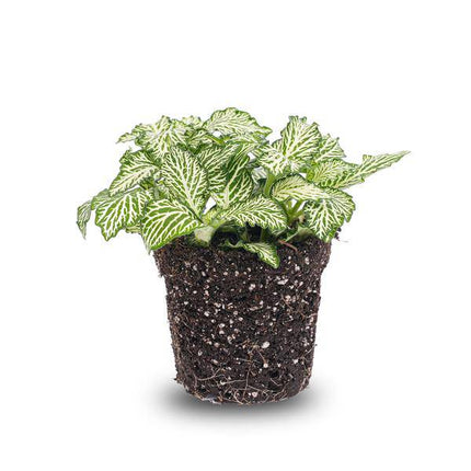 Mosaikpflanze Fittonia White – Weißer Tiger – Terrarienpflanze Ø8cm – Pflegeleichte Zimmerpflanze mit dekorativen weiß-grünen Blättern