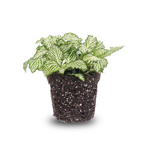 Mosaikpflanze Fittonia White – Weißer Tiger – Terrarienpflanze Ø8cm – Pflegeleichte Zimmerpflanze mit dekorativen weiß-grünen Blättern