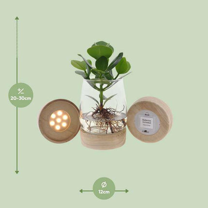 Clusia im Kingston Glas mit LED – Ø12cm – ↕30cm – Hydrokultur im dekorativen Glasgefäß – Pflegeleichte Zimmerpflanze für Wohnzimmer, Büro & Wintergarten