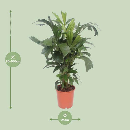 Fischschwanzpalme – Caryota Mitis – Zimmerpflanze – Ø24cm – ↕110cm – tropische Palme mit fischschwanzförmigen Blättern – pflegeleichte & luftreinigende Pflanze für Zuhause & Büro