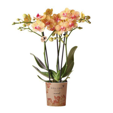 Phalaenopsis Orchid Orange Jamaica – Zimmerpflanze – Ø9cm – Strahlend orangefarbene Blüten