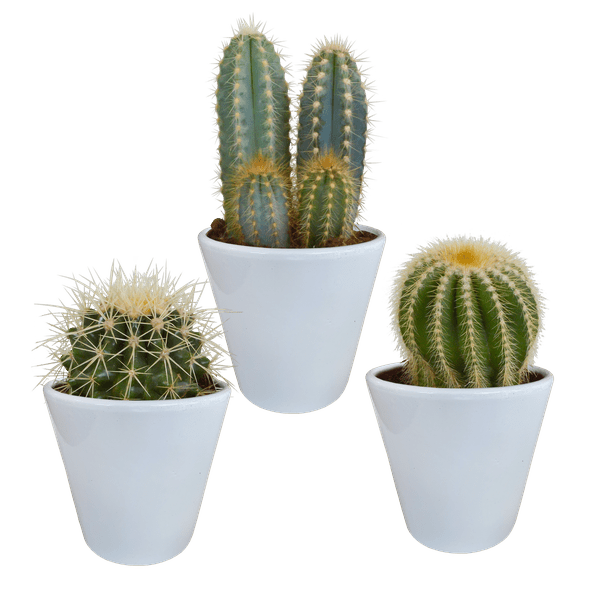 Kakteen Mix – 3 Zimmerpflanzen – Ø8,5cm – Verschiedene Kakteen im weißen Topf – Pflegeleichte Sukkulenten für Fensterbank, Büro & Wohnzimmer