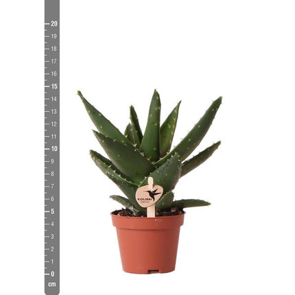 Sukkulente Aloe Brevifolia – Kleine Grüne Zimmerpflanze mit Stacheln – Ø6cm – Pflegeleicht & Robust – Ideal für helle Standorte ohne direkte Sonne