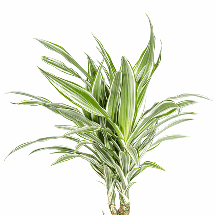 Dracaena Deremensis White Stripe – Drachenbaum – Ø24cm – ↕130-150cm – Elegante Zimmerpflanze mit weißen Blattstreifen – Pflegeleicht & luftreinigend
