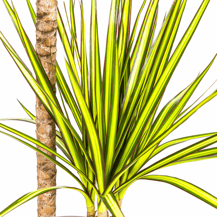 Dracaena Marginata Sunray Drachenbaum – Zimmerpflanze Ø19cm – ca. 80-100cm hoch – Tropischer Akzent mit grünen und gelben Blättern