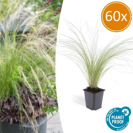 Federgras Stipa tenuissima 'Pferdeschwänze' – ↕10-25cm – Ø9cm – 60 Pflanzen – Luftiges, graziles Ziergras – Blüte Mai–September – Pflegeleicht für Garten & Beete