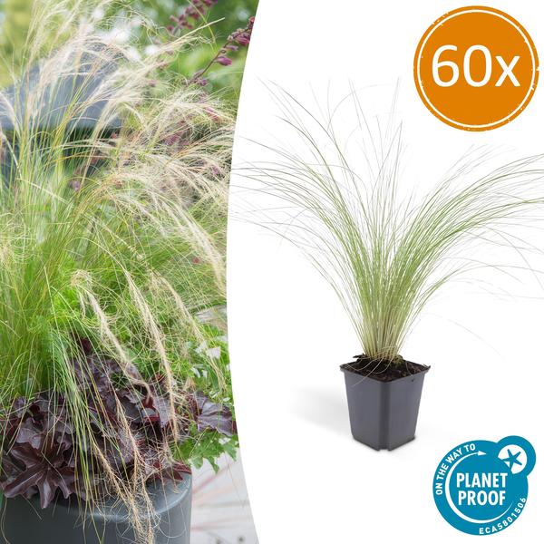 Federgras Stipa tenuissima 'Pferdeschwänze' – ↕10-25cm – Ø9cm – 60 Pflanzen – Luftiges, graziles Ziergras – Blüte Mai–September – Pflegeleicht für Garten & Beete