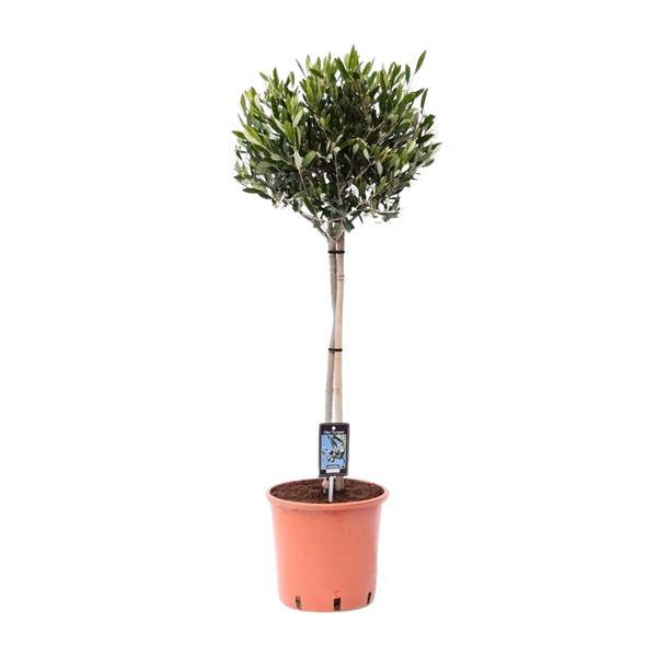 Olivenbaum Olea europaea Gartenpflanze Ø22cm ↕100cm – Pflanze für Garten, Balkon, Terrasse, Kübel & Beet online kaufen