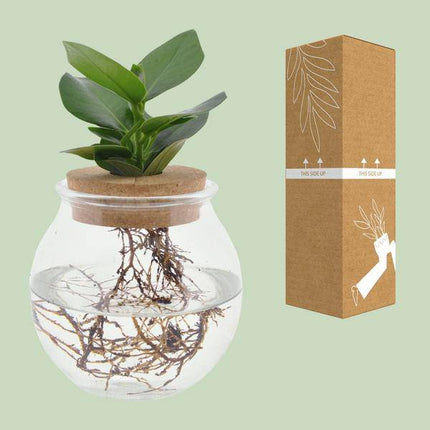 Clusia im Kugelglas mit Schnappkorken – Ø12cm – ↕30cm – Hydroponie-Deko mit grünen Pflanzen – Pflegeleichtes Pflanzenglas für Wohnzimmer, Büro & Wintergarten
