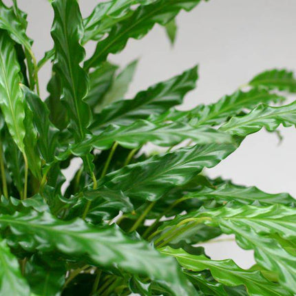 Calathea Rufibarba „Samt-Calathea“ – Zimmerpflanze 55 cm – Ø17 cm Topf – Luftreinigend – Mit nachhaltigem Jutekorb Lissabon Weiß