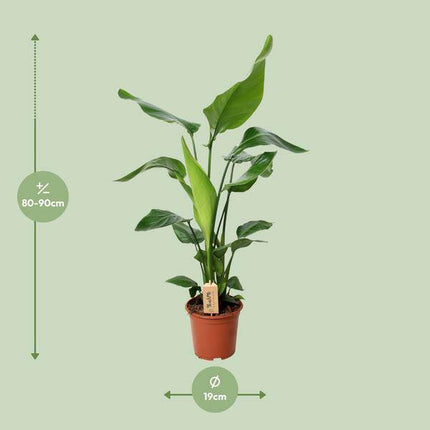 Baum-Strelitzie – Strelitzia Nicolai – Zimmerpflanze – Ø19cm – ↕90cm – Exotische Paradiesvogelblume – Tropische & pflegeleichte Grünpflanze für Innenräume