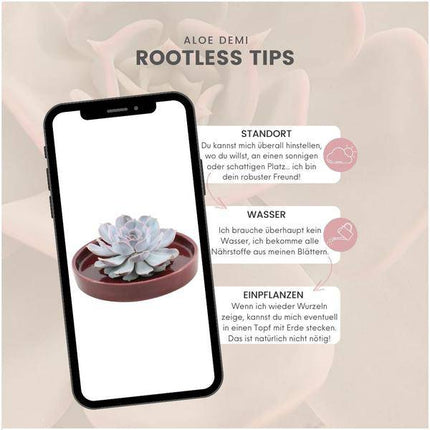 Sukkulente – Echeveria lilacina ROOTLESS – Ø20cm Schale „Rot“ – Zimmerpflanze ohne Wurzeln – Pflegeleichte Schnitt-Sukkulente als Tischdeko & Geschenkidee