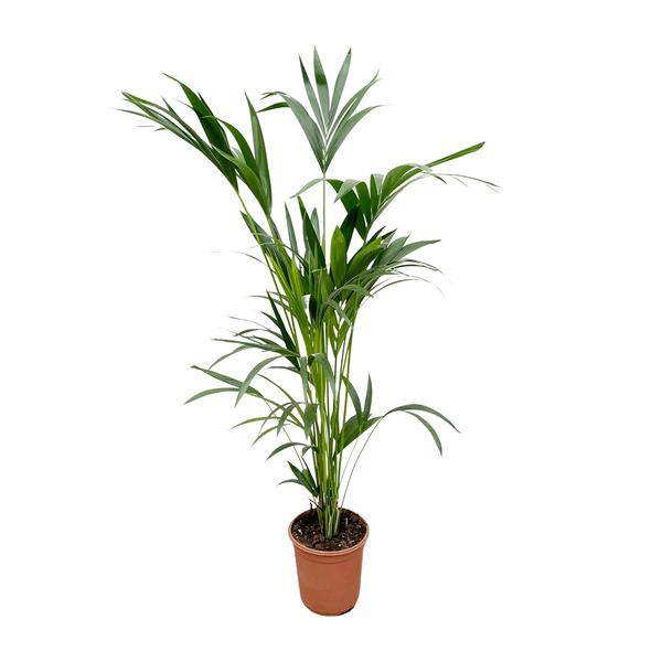 Kentia – Palme – Howea forsteriana – Zimmerpflanze – 160cm – Ø24cm – elegante Grünpflanze für Wohnzimmer, Büro & Wintergarten – pflegeleichte Palme