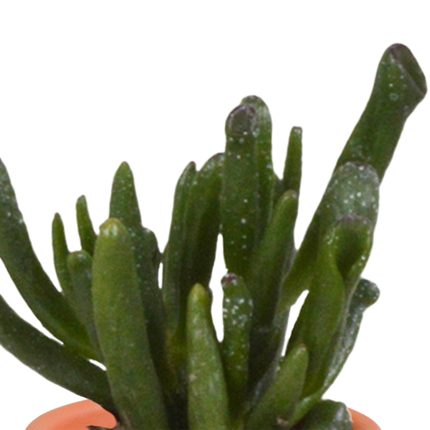 Sukkulenten & Kakteen Mix – 15 Pflanzen – Ø5,5cm Zimmerpflanzen im Terrakotta-Topf – Bunte Mischung aus verschiedenen Sukkulenten & Mini-Kakteen – Pflegeleichte Pflanzen für Fensterbank, Büro & Wohnzimmer