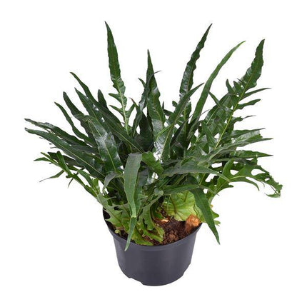 Schlangenhautfarn Aglaomorpha coronans – Zimmerpflanze – Ø23cm – ca. 60cm hoch – Santa Rosa Farn mit gewölbten Wedeln – Pflegeleicht & luftreinigend – Für halbschattige Innenräume