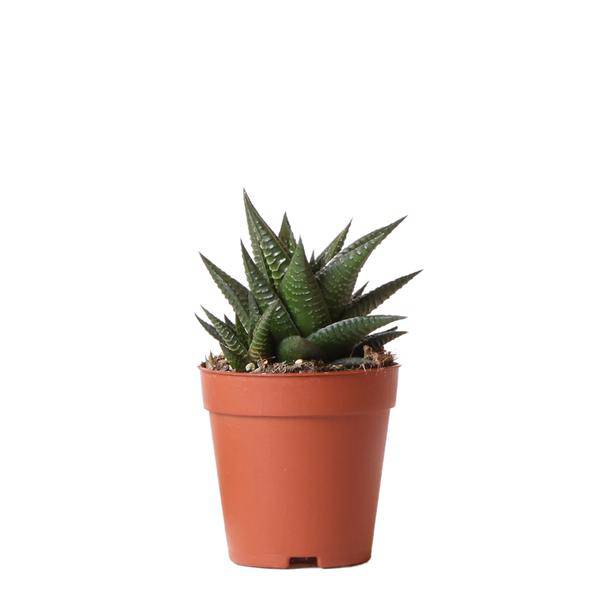 Sukkulente Haworthia Limifolia Zimmerpflanze Ø9cm – pflegeleichte Sukkulente für Wohnzimmer, Büro & helle Standorte kaufen