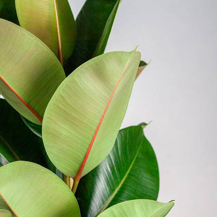 Ficus Elastica Robusta – Gummibaum – Zimmerpflanze – ca. 90 cm – Ø27 cm – In Pflanzkorb Torun – Pflegeleicht & dekorativ