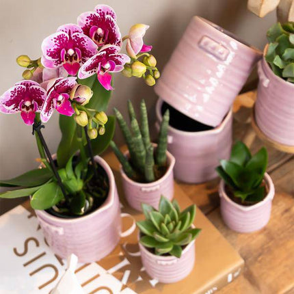 Phalaenopsis Orchidee Rosa Lilac Diamond-Linie – Zimmerpflanze – Ø9cm – Einzigartige Muster