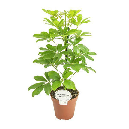 Strahlenaralie – Schefflera Nora – Zimmerpflanze – Ø13cm – ca. 45cm hoch – pflegeleichte tropische Grünpflanze für Zuhause & Büro
