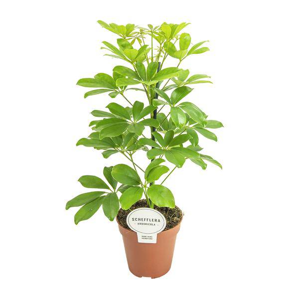 Strahlenaralie – Schefflera Nora – Zimmerpflanze – Ø13cm – ca. 45cm hoch – pflegeleichte tropische Grünpflanze für Zuhause & Büro