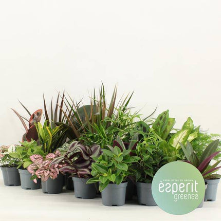 Grüner Mix Greens – 24 Zimmerpflanzen im Set – Ø8,5cm – Höhe ca. 10cm – kleine Grünpflanzen für Wohnung Büro Deko & Events