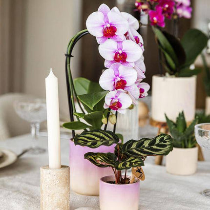 Gradience Übertopf Rosa – Ø9cm – Keramik – Blumentopf mit Farbverlauf – Glänzender Übertopf für Orchideen, Zimmerpflanzen & Sukkulenten